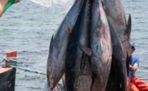 Le thon rouge du Pacifique se fait rare
