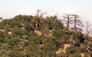 Le patrimoine forestier victime de la langue de bois