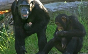 Les chimpanzés ont le sens de l’équité