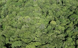 Des portables pour les arbres d’Amazonie