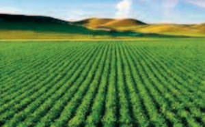 L'agriculture marocaine fait preuve de résilience et d'agilité