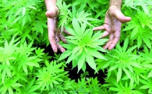 Campagnes portant sur l’occupation du domaine forestier et la culture du cannabis à Al Hoceima