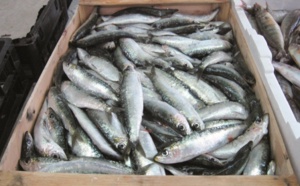 Avis de tempête sur les prix des poissons : Les sardines hors de prix et les autres espèces se sont fait rares sur les marchés
