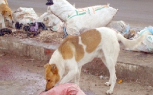 Tan Tan, paradis des chiens errants Tan Tan, paradis des chiens errants