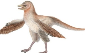 La découverte d’un nouveau dinosaure remet en question ce que l’on pensait des oiseaux