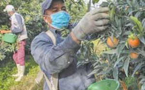 300 saisonniers marocains bientôt acheminés vers la France