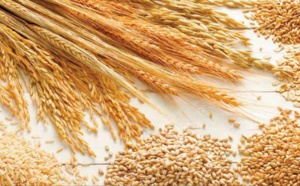 L’approvisionnement du marché en céréales se déroule dans des conditions normales