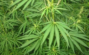 Le Maroc figure à la tête des pourvoyeurs de cannabis dans le monde