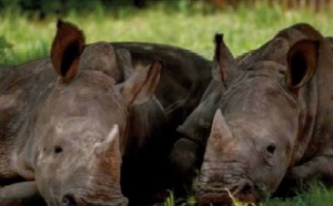 Requinquer les bébés rhinos
