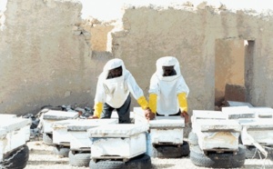 13,64 millions de DH pour le développement de l’apiculture dans la région de Doukkala 13,64 millions de DH pour le développement de l’apiculture dans la région de Doukkala