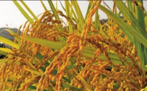 Une production record de blé et de riz attendue à l’échelle mondiale