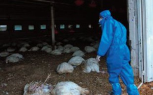 La Russie dit avoir détecté le premier cas de transmission à l'humain de la grippe aviaire H5N8