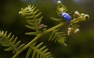 Il y a urgence à préserver la flore et la faune