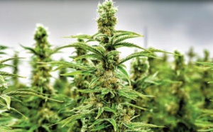 Percevoir le cannabis tout autrement