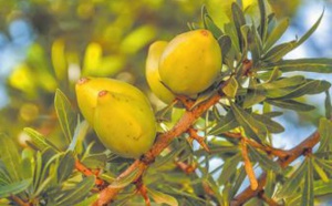 L'ONU proclame le 10 mai Journée internationale de l’ arganier