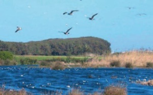 Creuset de biodiversité, la zone humide de Dar Bouazza menacée