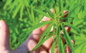 Le Conseil de gouvernement planchera demain sur le projet de loi relatif à l'usage du cannabis