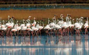 Des flamants roses meurent empoisonnés par les plombs des chasseurs en Grèce