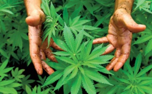 Le Conseil de gouvernement adopte le projet de loi légalisant l’ usage thérapeutique du cannabis