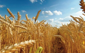 La production de blé attendue à un niveau record à l’échelle mondiale