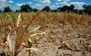 Les pertes causées par les aléas naturels à l’ agriculture continuent de grimper en flèche