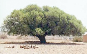 L’arganier au centre d’une rencontre à Essaouira