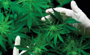La légalisation du cannabis franchit un nouveau pas