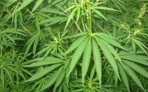 Malgré des tendances à la baisse, le cannabis reste la drogue la plus consommée en Europe