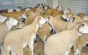 Lancement des préparatifs de l'Aïd Al Adha