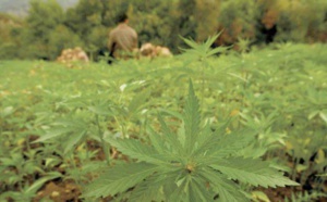 La légalisation du cannabis suscite appréhension et explication