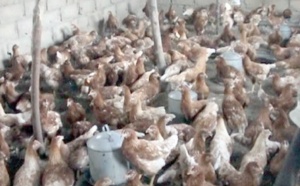 L’ONSSA rassure sur l’état sanitaire du cheptel avicole