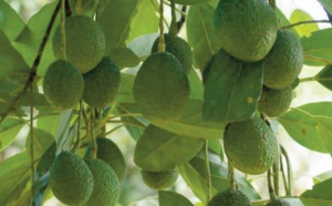 La nappe phréatique sans défense