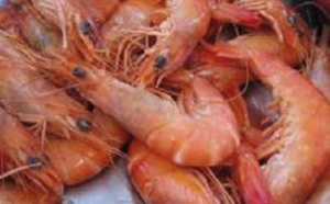 Hausse de 34% de la production de la pêcherie crevettière