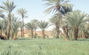 Lutte contre la désertification à Laâyoune et Smara