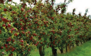 Les céréales s’en tirent à bon compte