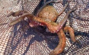 Légère hausse des débarquements de la pêche côtière et artisanale à fin mai