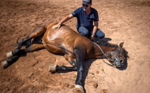 Tournage de films étrangers au Maroc: L’homme qui murmure à l’oreille des chevaux du 7ème Art