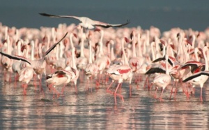 Sebkha de Zima, un site Ramsar en péril