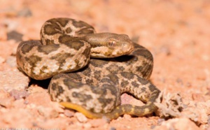 Avec la vague de chaleur, l’invasion des serpents a la part belle