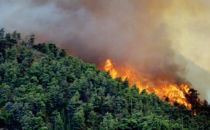 Sur les hauteurs de Béni Mellal, une forêt de pins en proie à un incendie