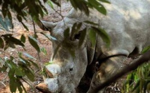 Inquiétude pour des rhinocéros d’Afrique introduits en Chine Inquiétude pour des rhinocéros d’Afrique introduits en Chine