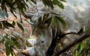 Inquiétude pour des rhinocéros d’Afrique introduits en Chine
