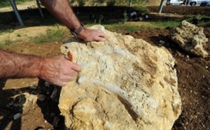 Balade insolite dans la jungle française Balade insolite dans la jungle française