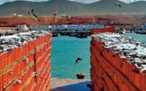 Des débarquements de poissons de plus de 173 MDH en 2020 au port de Sidi Ifni