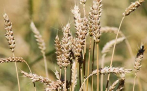 Les marchés mondiaux des céréales s’orientent vers une production record