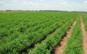 L’agriculture creuse les sillons de la croissance L’agriculture creuse les sillons de la croissance