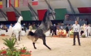 Le 6ème Salon du Cheval d'El Jadida