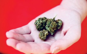 Les jeunes ont tendance à sous-estimer les dangers du cannabis