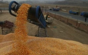 La céréaliculture, parent pauvre du secteur agricole