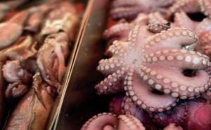 Débarquements de poulpes d’une valeur de 12 millions de DH à Tan-Tan